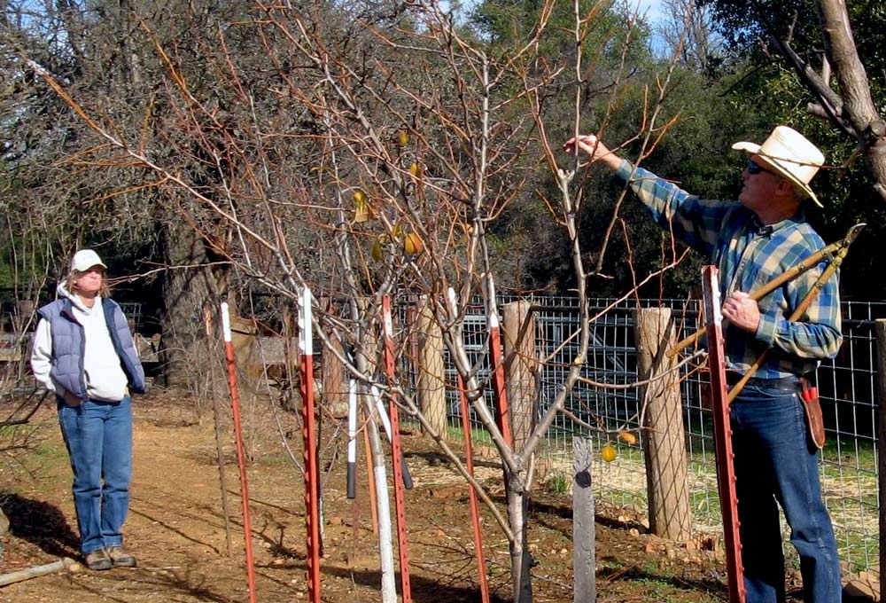 MG-Maxwell-Norton-at-coulterville-fruit-tree-pruning-2013