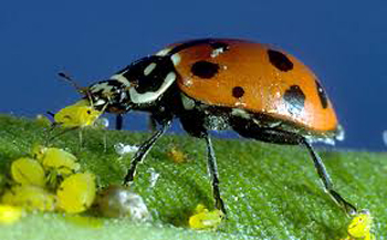 beneficial-insects-workshop-ladybug-eating-aphids