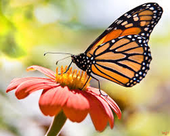 beneficial-insects-workshop-monarch-butterfly