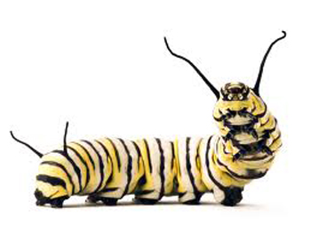 beneficial-insects-workshop-monarch-catterpillar