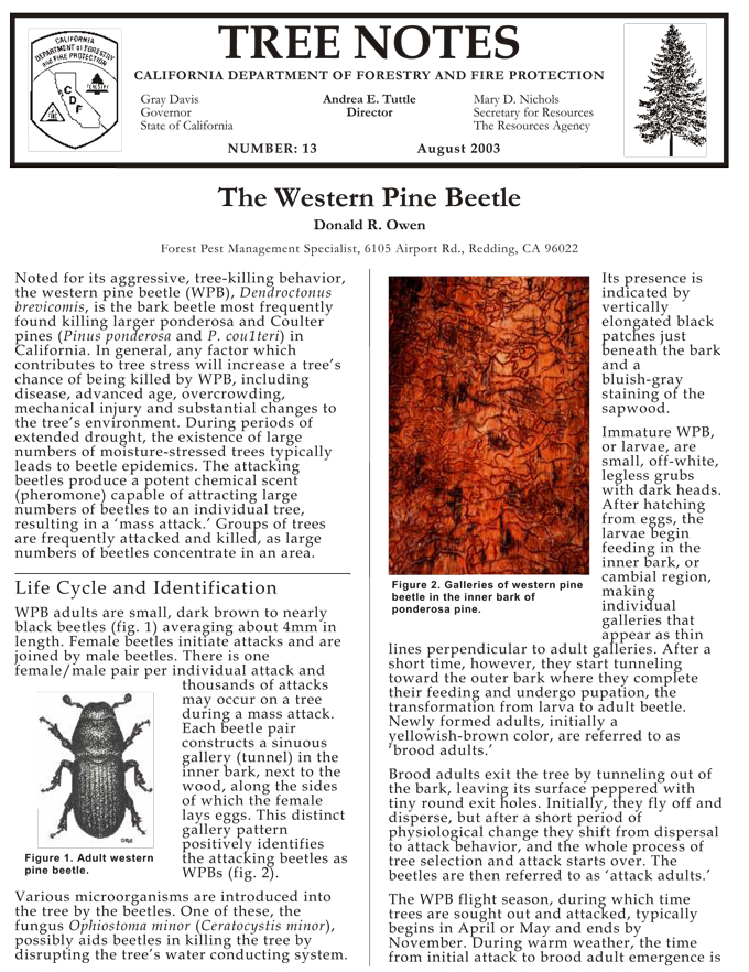 treenote-western-pine-beetle-1
