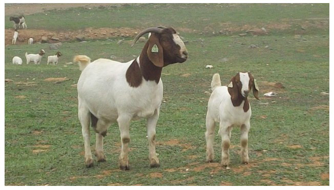 south african boer goats ariaz mountain ranch mariposa county by monica nielsen