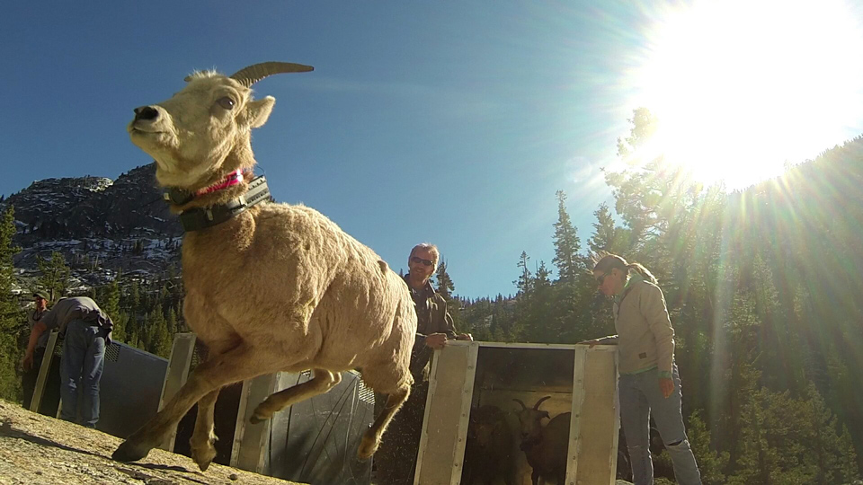 bighorn sheep in yosemite national park credit nps