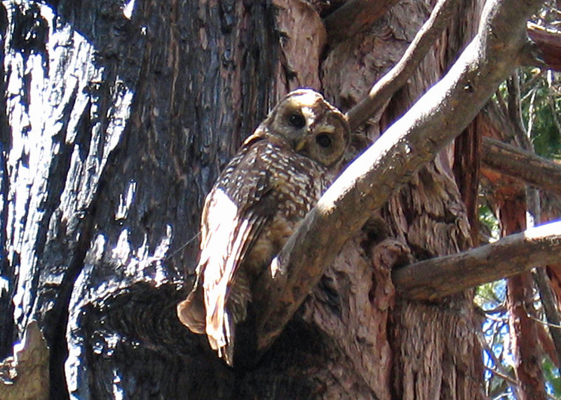 curious owl courtesy of Monica Bond of Wild Nature Institute