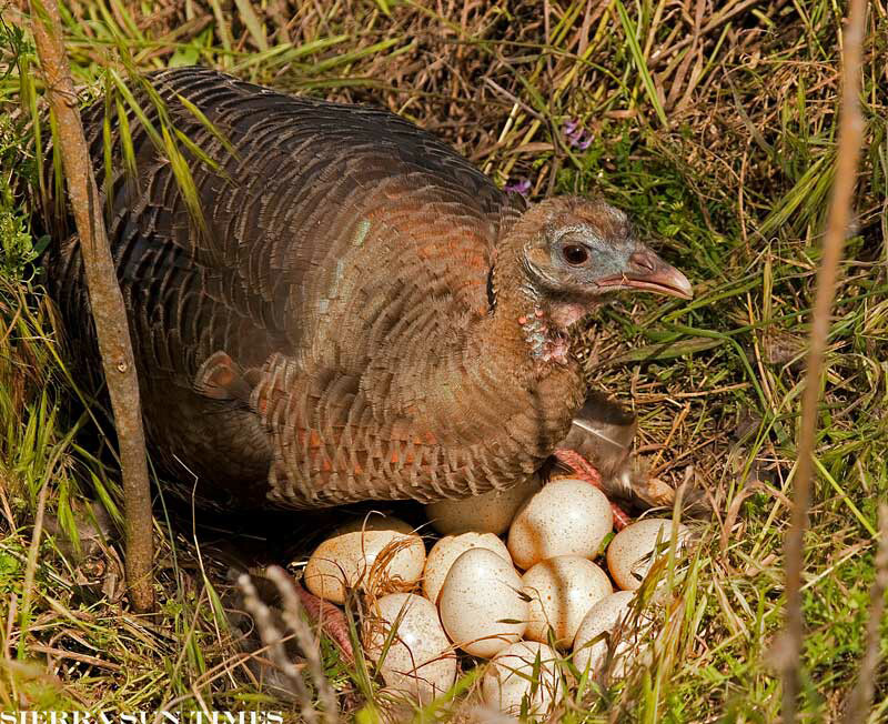 how-many-eggs-does-a-narragansett-turkey-lay-home-based-farming