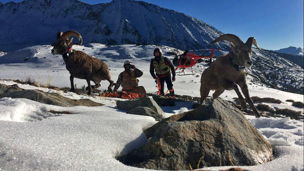 yosemite sierra nevada bighorn sheep november 2016 credit nps