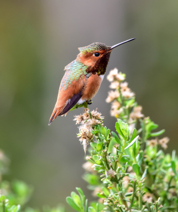 Sierra Art Trails Tricia Nickerson hummingbird