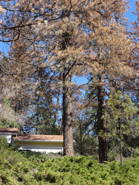mariposa county fire safe council tree mortality