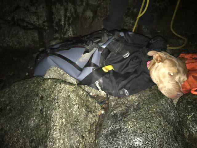 yosemite search and rescue a dog april 11 2017 1