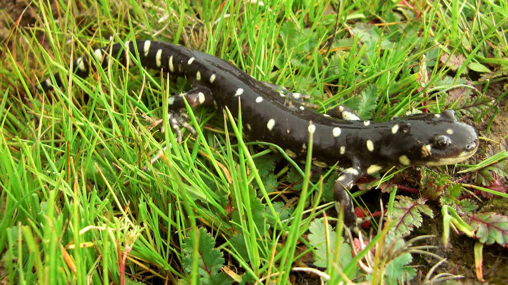 california tiger salamander usfws
