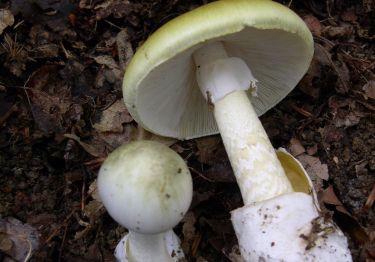 mushrooms animals uc davis