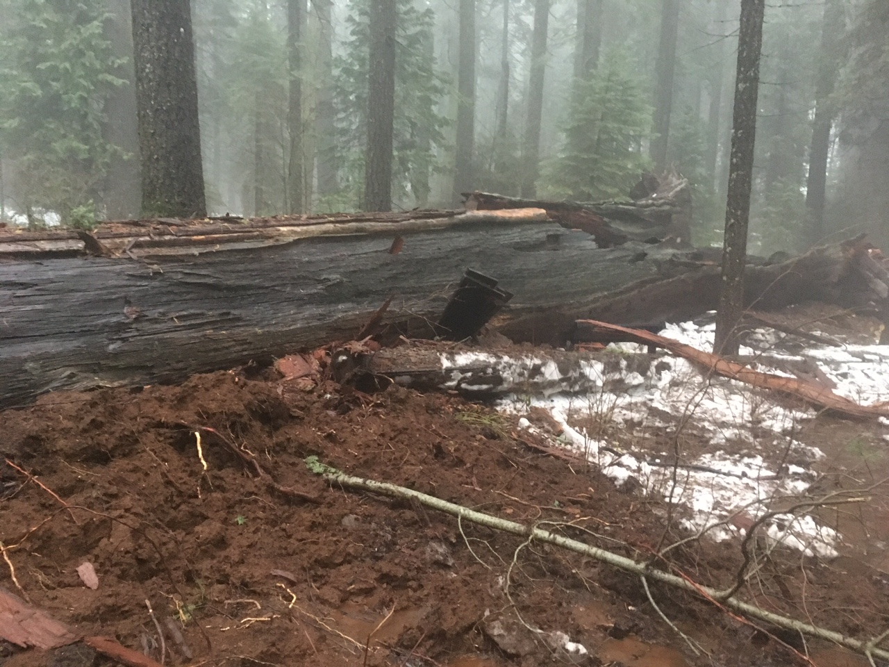 Collapsed Pioneer Cabin Tree (2)   20170109   California State Parks