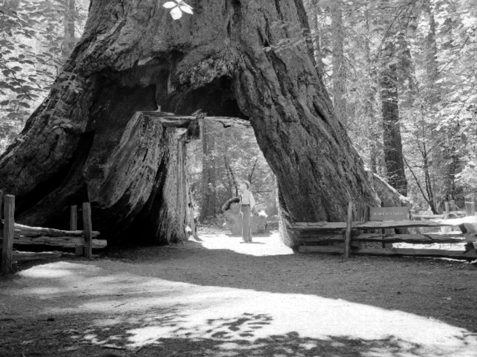 Pioneer Cabin Tree 1952   California State Parks
