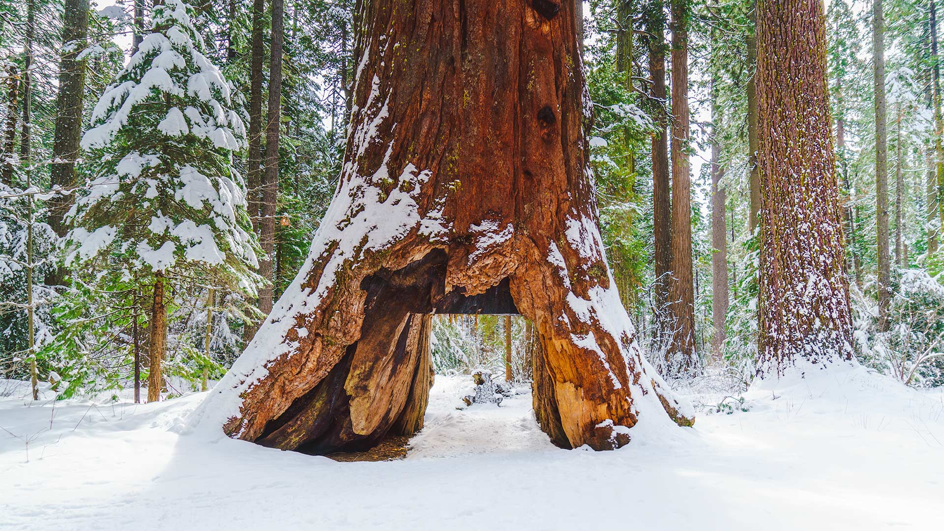 pioneer tree snow calaveras big trees state parks 2016