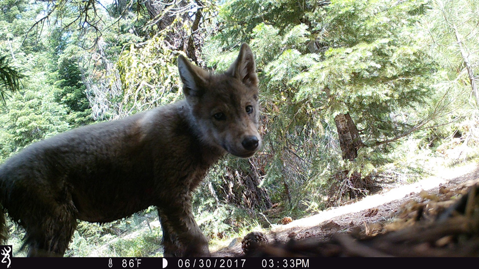 wolf pack in lassen county california credit usfs 4