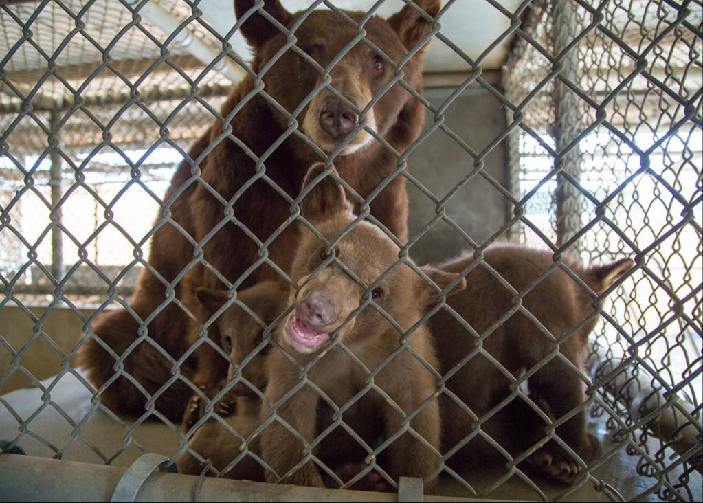 bears to zoo credit cdfw