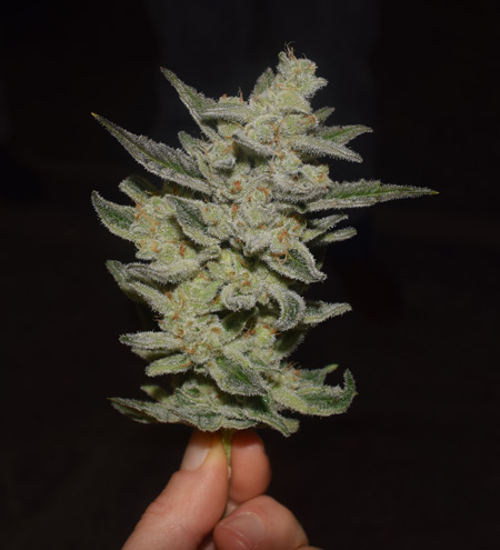 marijuana sarah wassmund new strain at caliva for web cdfa