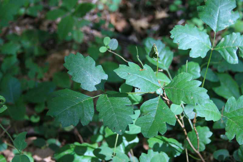 poison oak usda 1
