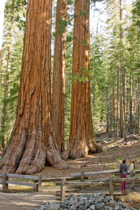 mariposa grove of giant sequoias credit keith walklet