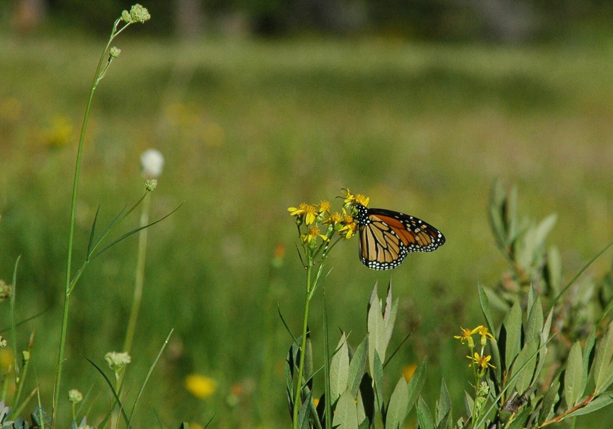 monarch butterfly in yosemite meadow credit yosemite conservancy