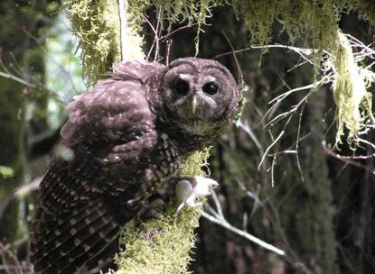 northern spotted owl usfws