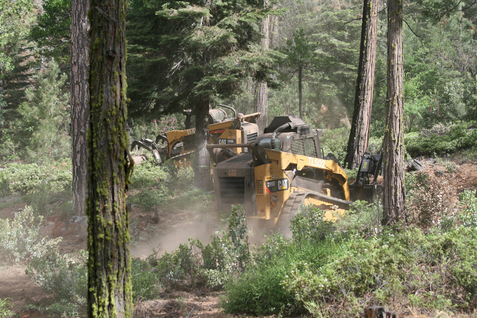 cal fire tree removal