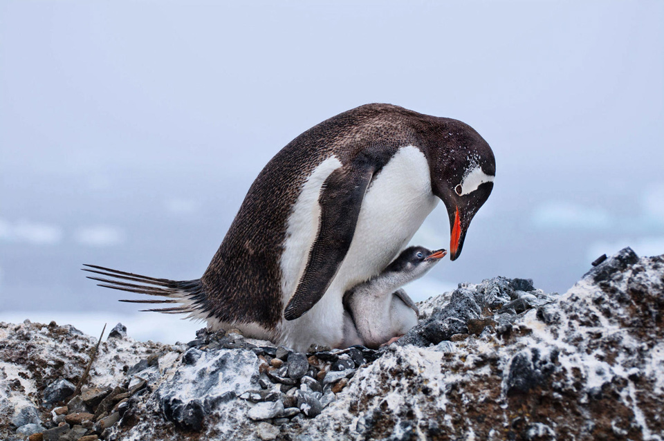 web deborahalbert penguin amateur 3