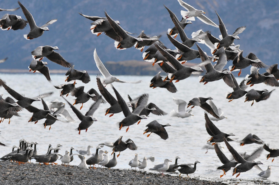 web gbbc 7350 emperor goose and glaucouswinged gull lynne murphy kodiakisland ak2014 group kk