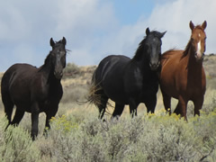 news california wild horses twin peaks herd management area