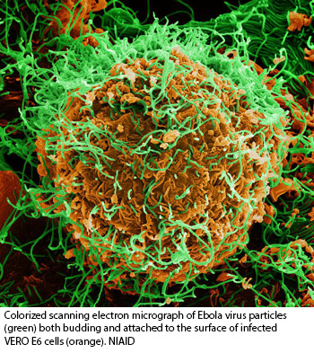NIH 20221214 ebola