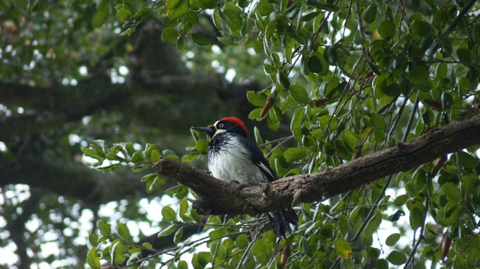 acorn woodpecker credit Cal Robinson USFWS