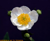 Carpenteria-small