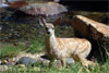fawn-ks-small
