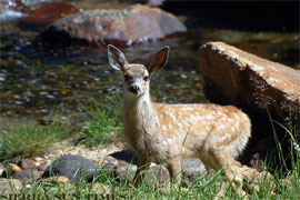 fawn-ks1