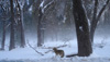 Yosemite-Winter-small-gayle