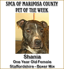 SPCA