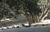 Wild-Turkeys-small
