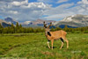 tuolumne-meadows-deer-cp-small
