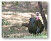 turkey-ss-small