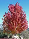 Autumn-Colors-sr-small