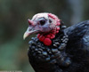Turkey-ks-small