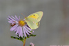butterfly-on-aster-2-small