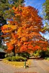 fall-color-small