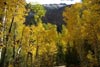 Aspen-near-Lundy-Lake-jeannine-andre-small