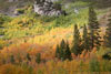 Aspens-near-Green-Creek-cc-small