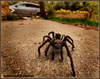 tarantula-cg-small