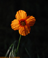 poppykssmall