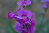 sweet-peas-flowers-small