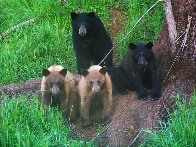 Baby Bears Pictures