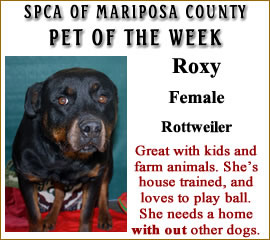 SPCA